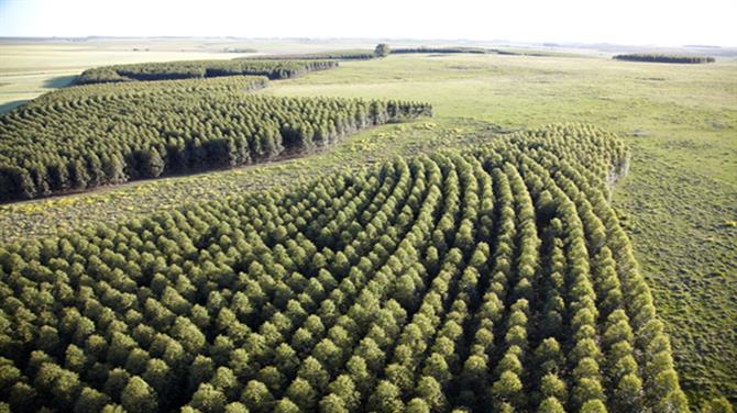 FSC – Forest Stewardship Council | Managed Forest| - Wipeout